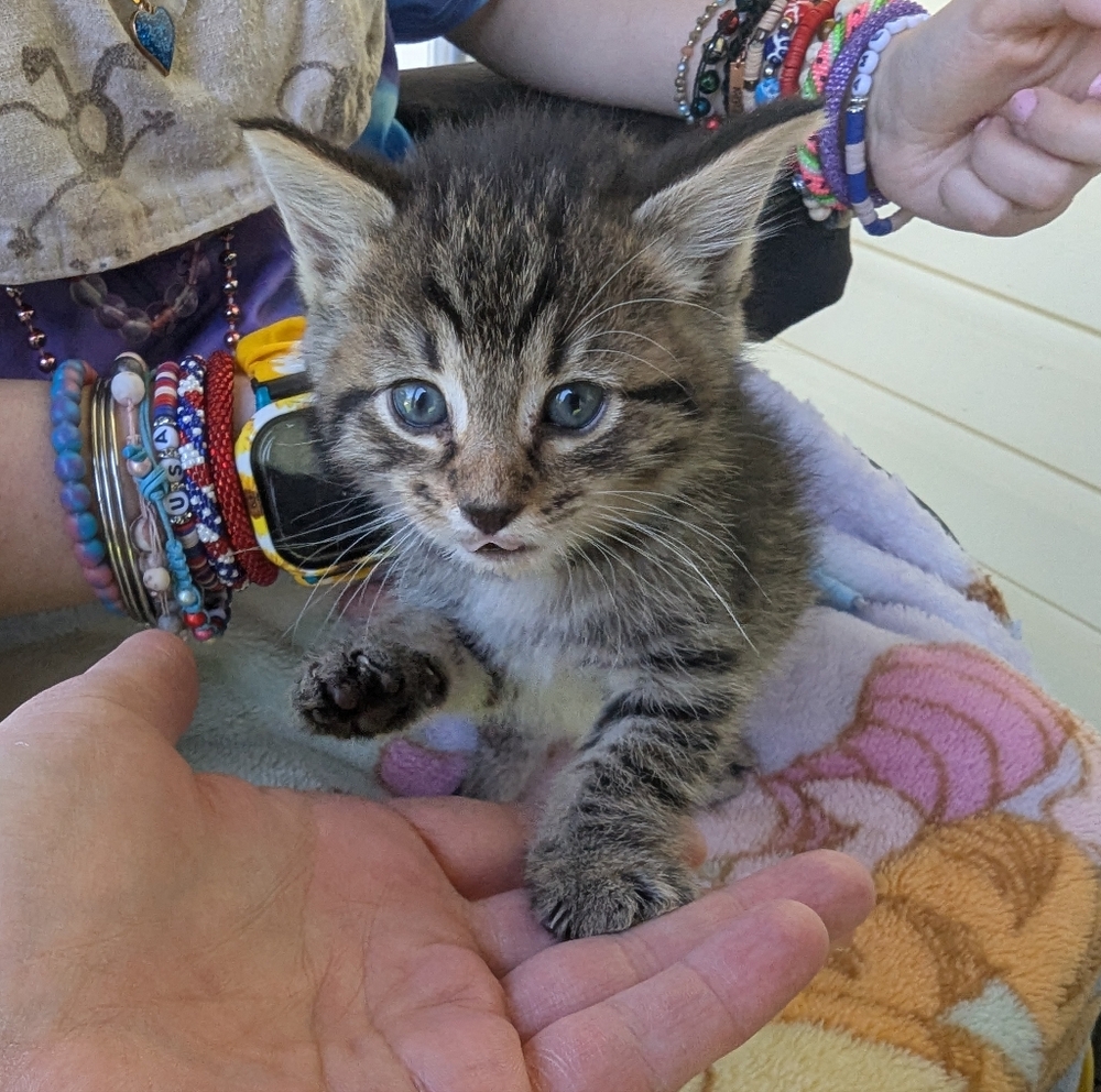 Our New Baby Has Been Born